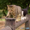 ねこ　その２３９
