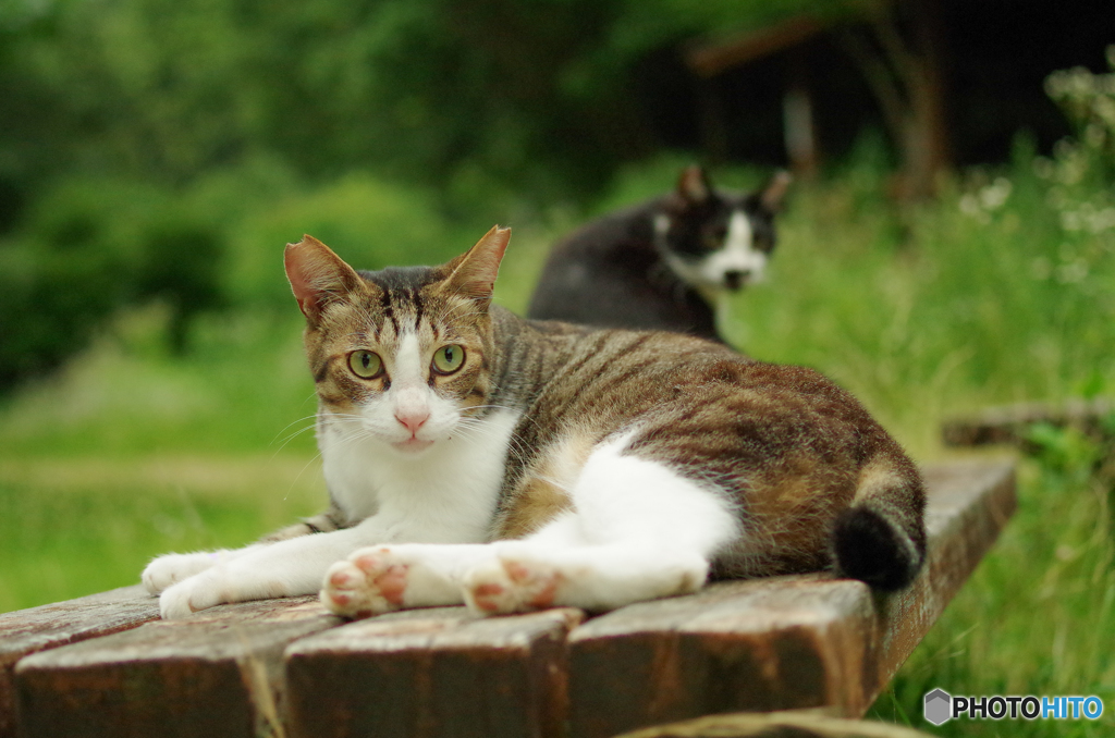ねこ　その１４６