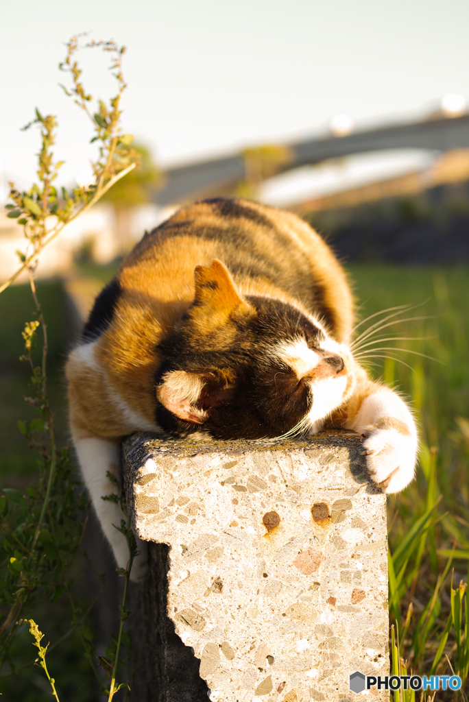 ねこ　その９６７