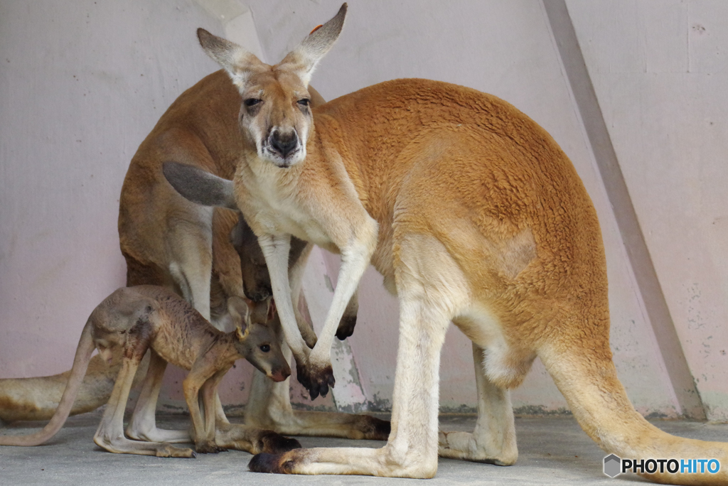 カンガルー一家