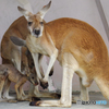 カンガルー一家