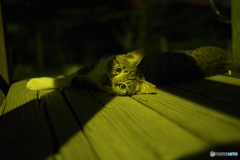 真夏の夜猫　（ねこ　その１９４）