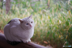 ねこ　その５０６の２