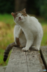 ねこ　その２５