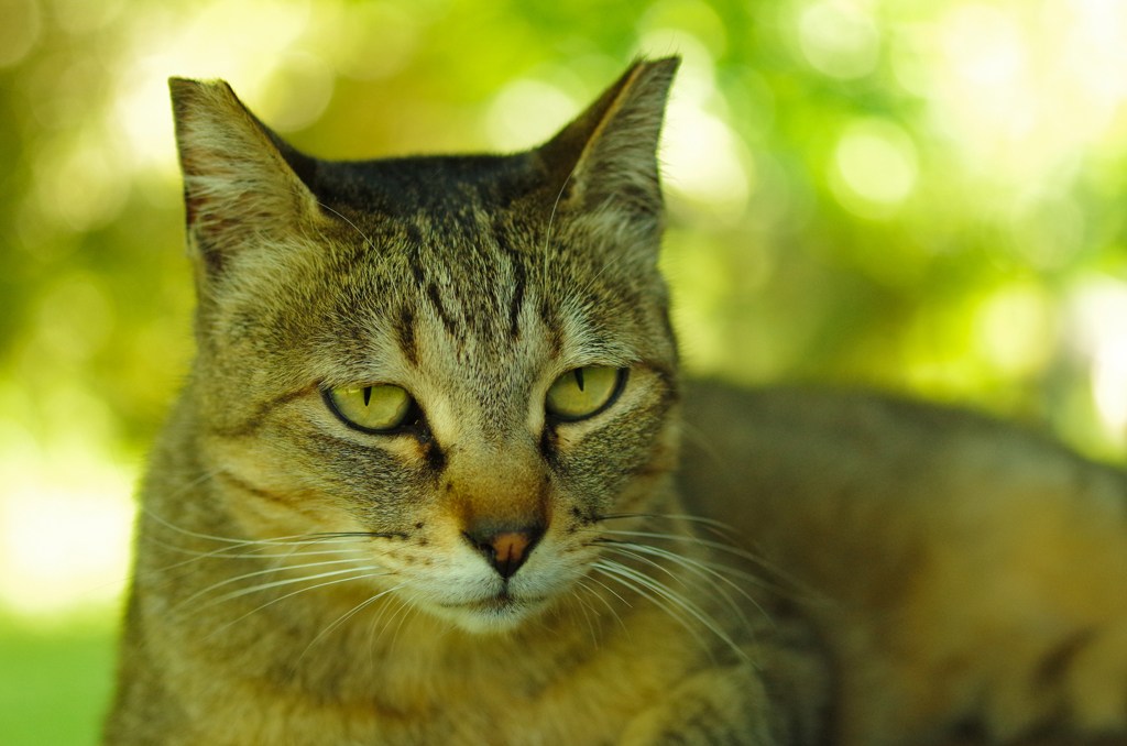 ねこ　その９７