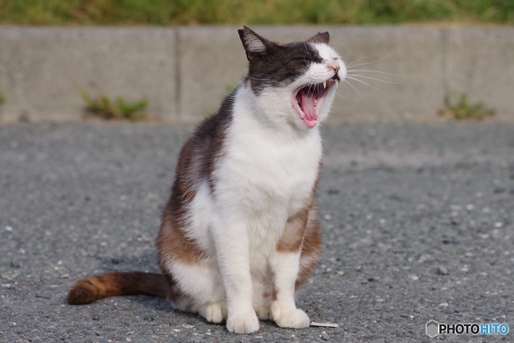 ねこ　その６７７