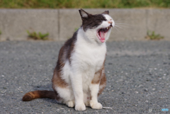 ねこ　その６７７