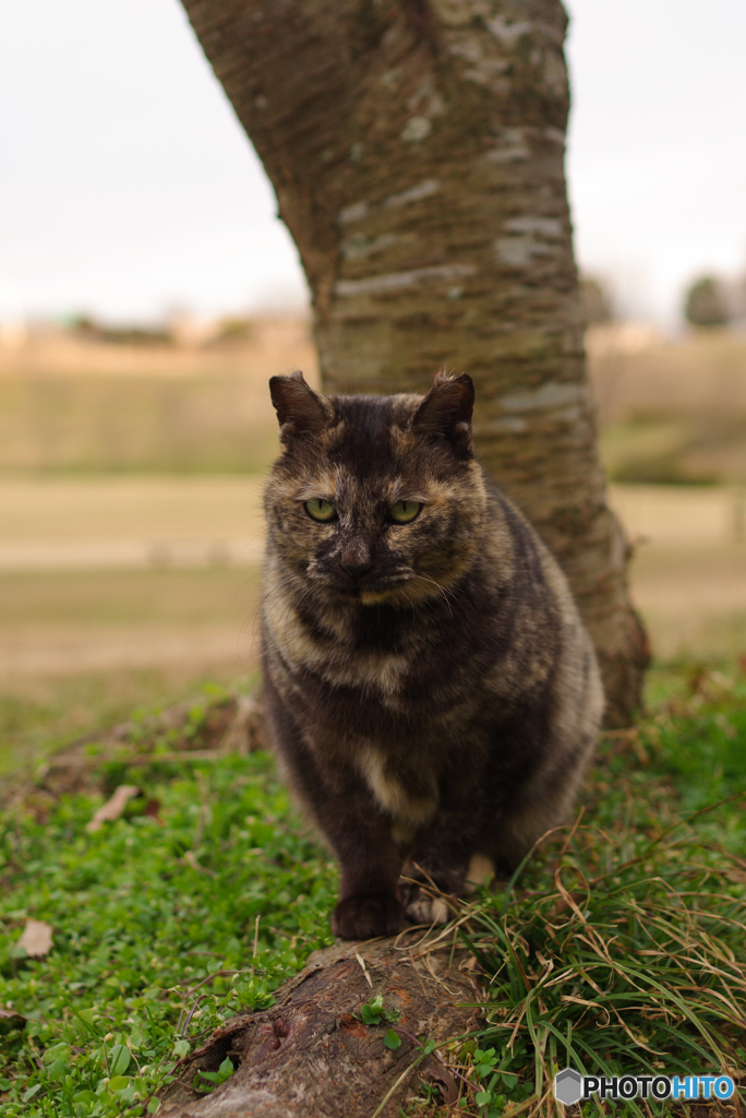 ねこ　その４６６