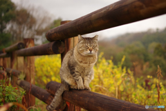 ねこ　その５７５