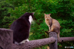 ねこ　その２３８