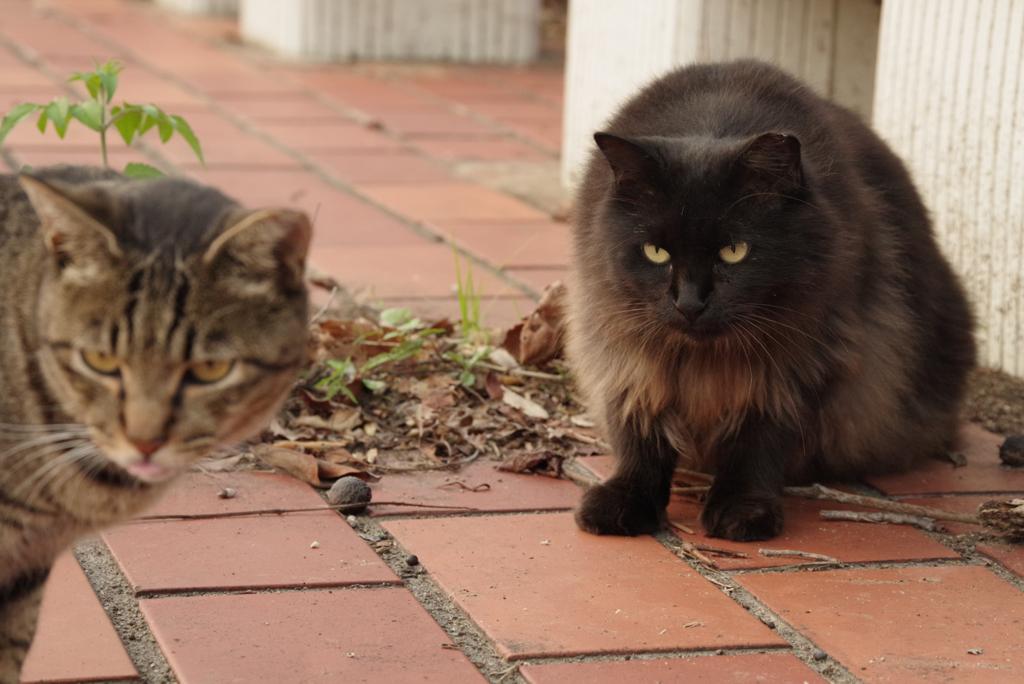 ねこ　その８６５