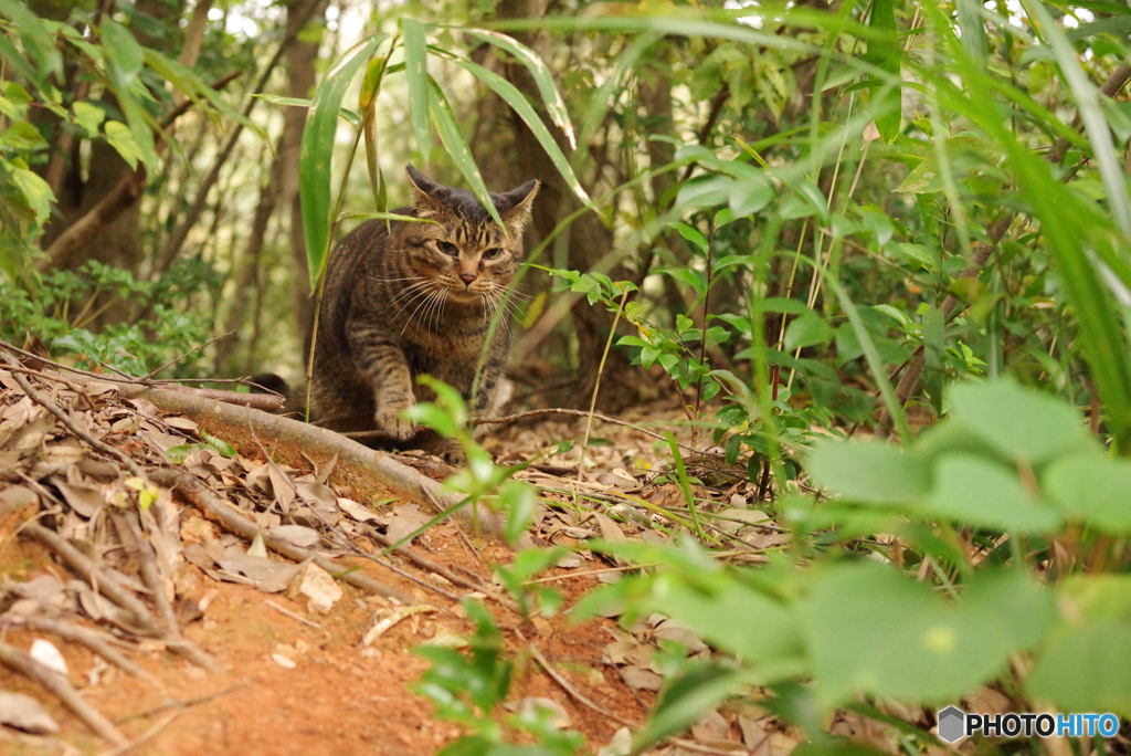 ねこ　その３３１