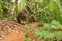 ねこ　その３３１