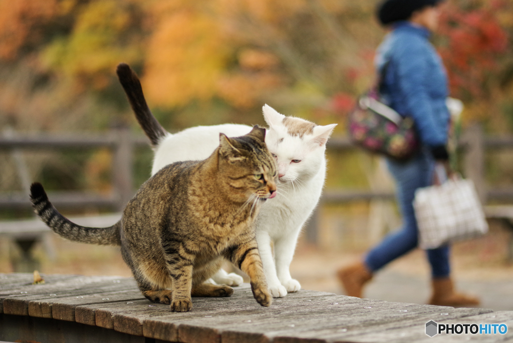 ねこ　その４０４