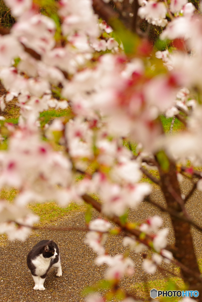 ねこ　その５７６