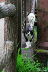ねこ　その４６