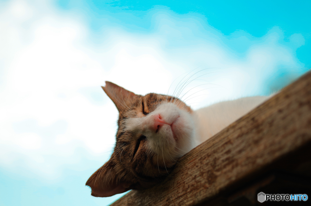 ねこ　その１５９