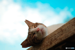ねこ　その１５９