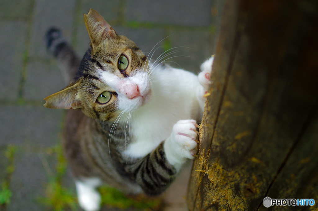 ねこ　その１４５