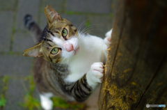 ねこ　その１４５
