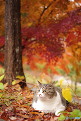 ねこ　その４２０