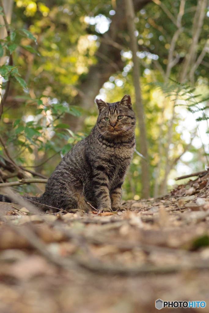 ねこ　その４９６