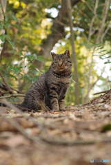 ねこ　その４９６