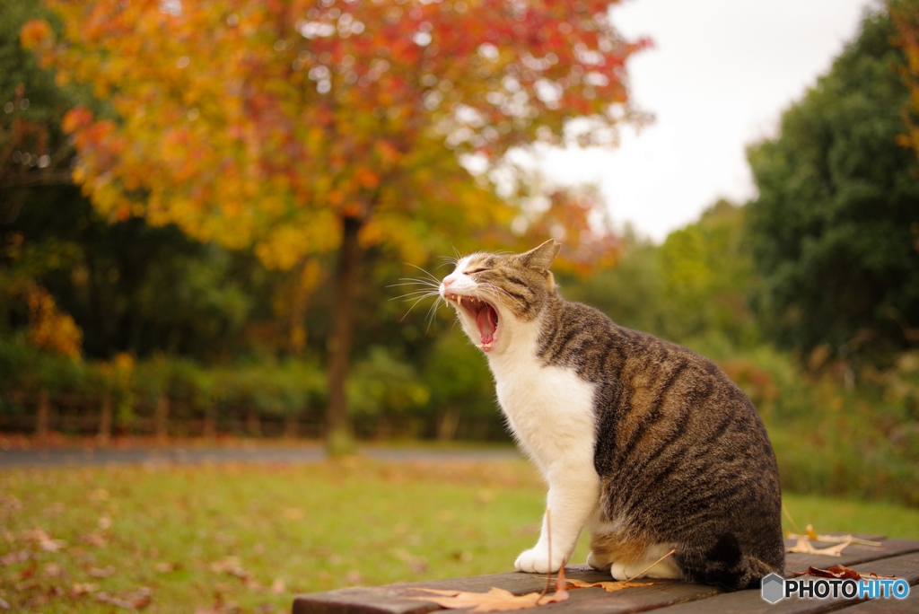 ねこ　その３６１