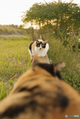 ねこ　その９７３