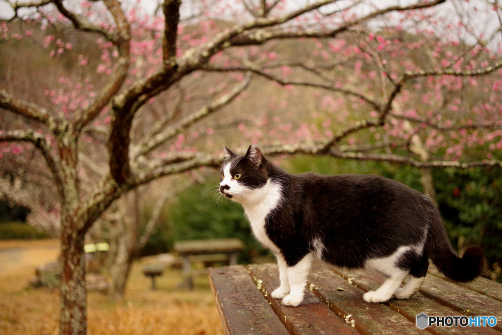 ねこ　その５０２