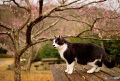 ねこ　その５０２