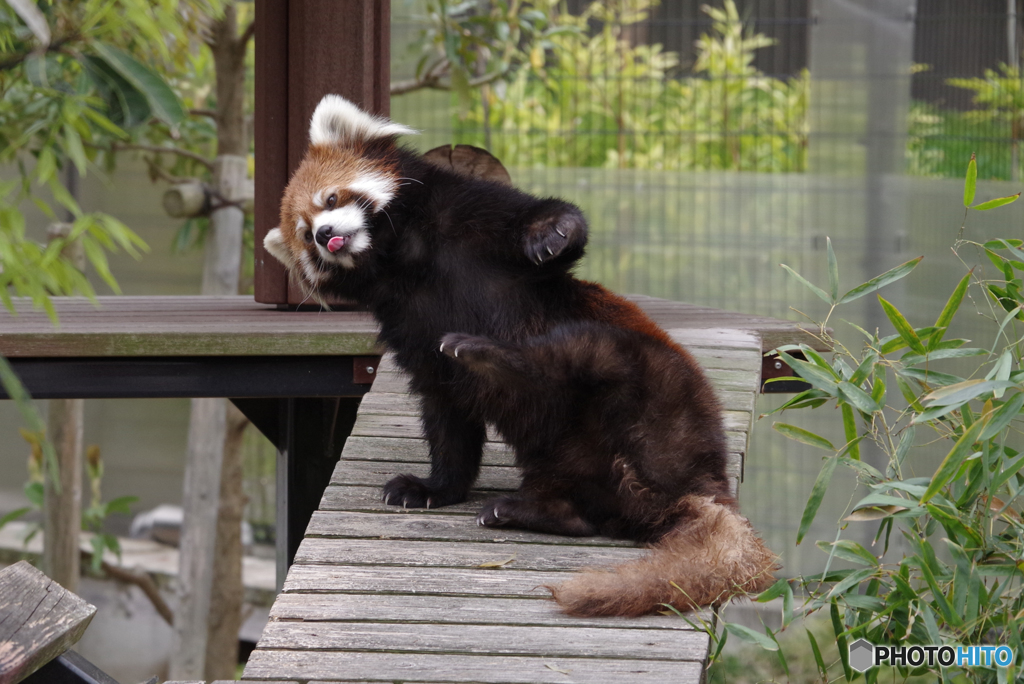 何をしたいのかわからないレッサーパンダ