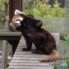 何をしたいのかわからないレッサーパンダ