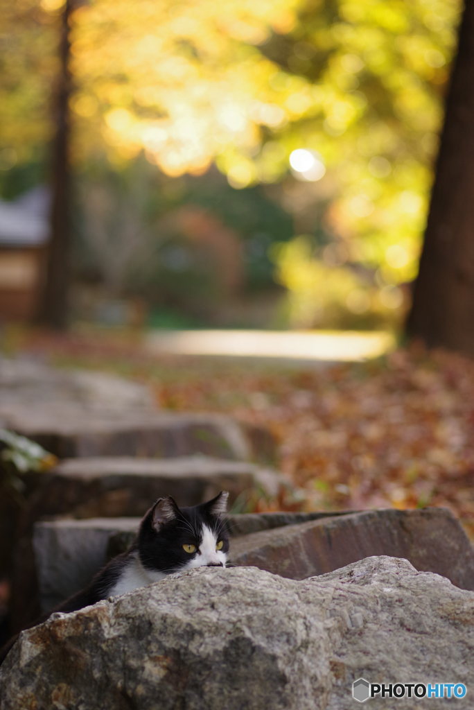 ねこ　その３７７