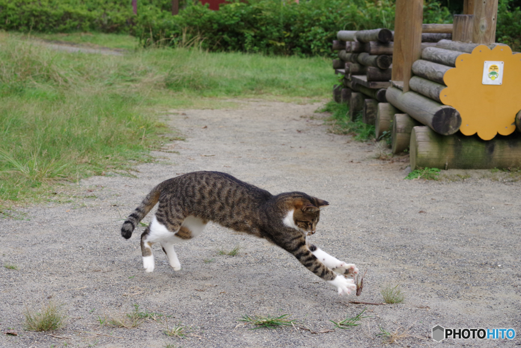 ねこ　その２８４