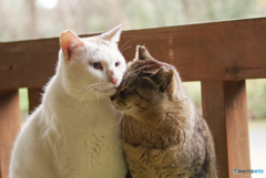 ねこ　その５６６