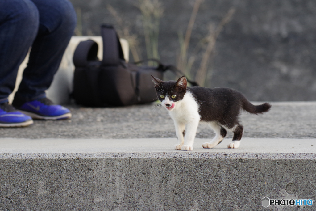 ねこ　その７９１