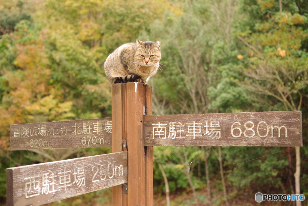 ねこ　その３６７