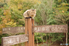 ねこ　その３６７