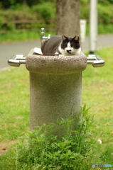 ねこ　その５９