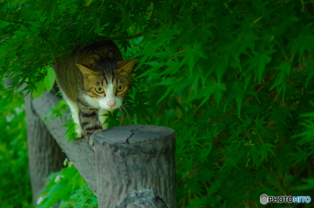 ねこ　その１３３
