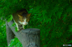 ねこ　その１３３