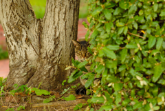 ねこ　その８７０