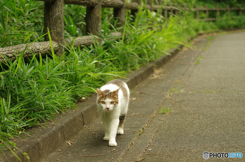ねこ　その１５８