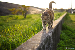 ねこ　その５８７