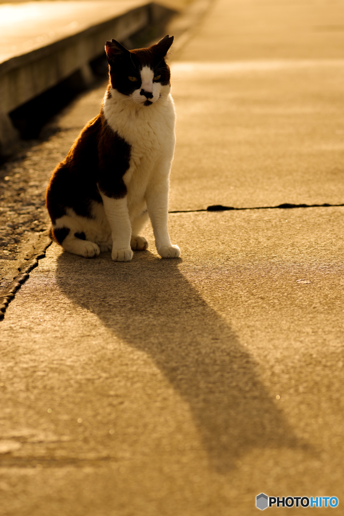 ねこ　その６６８