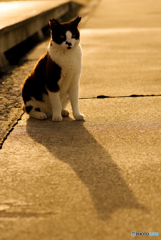 ねこ　その６６８