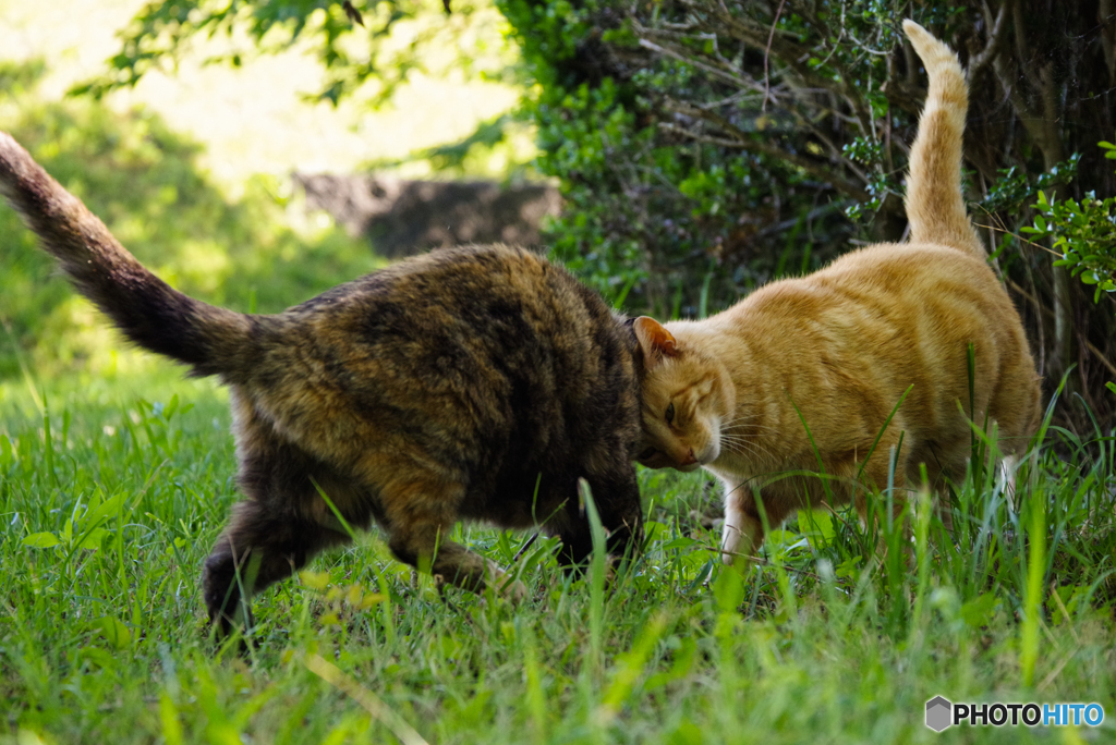 ねこ　その６５８