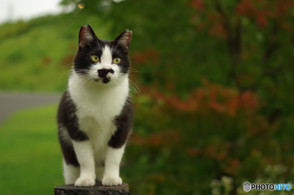 ねこ　その１５６