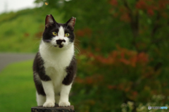 ねこ　その１５６